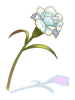 Flor Aromática