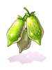 Fruto de Nepeta