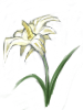 Flor Vital